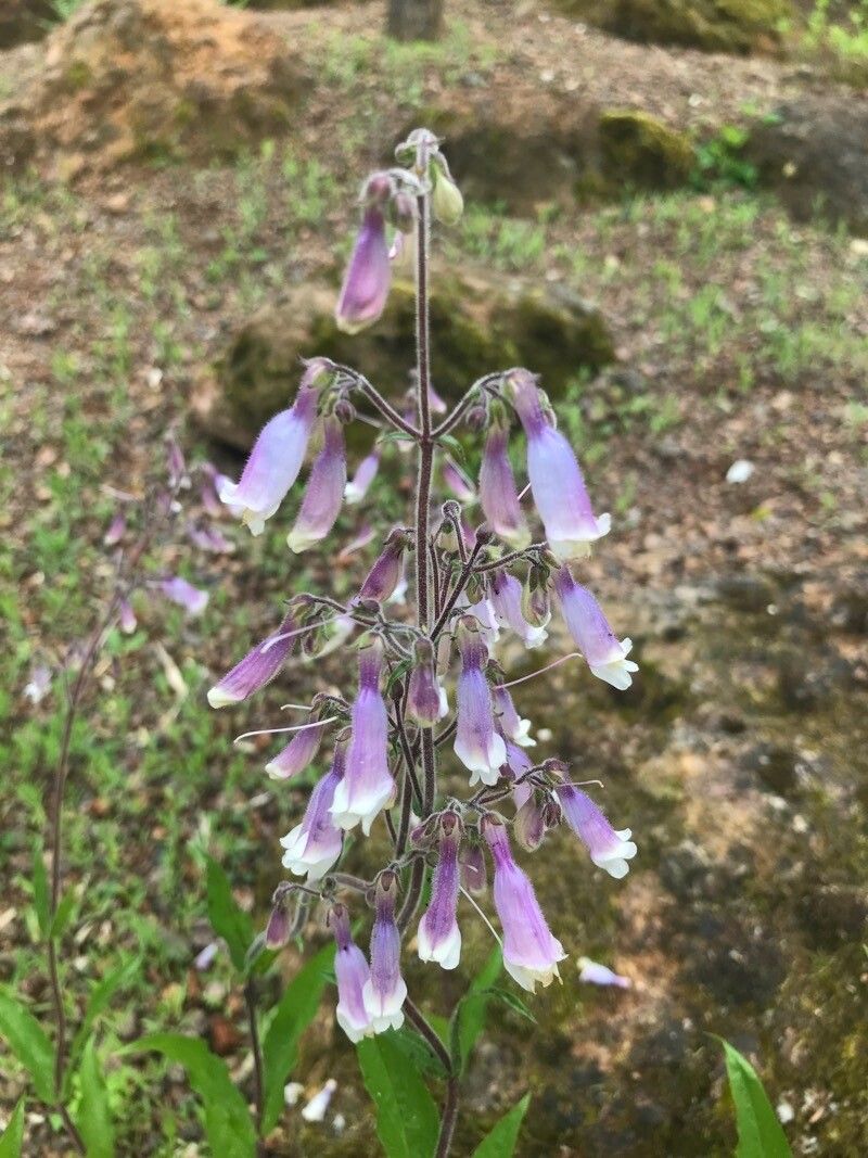 Penstemon gracilis flower