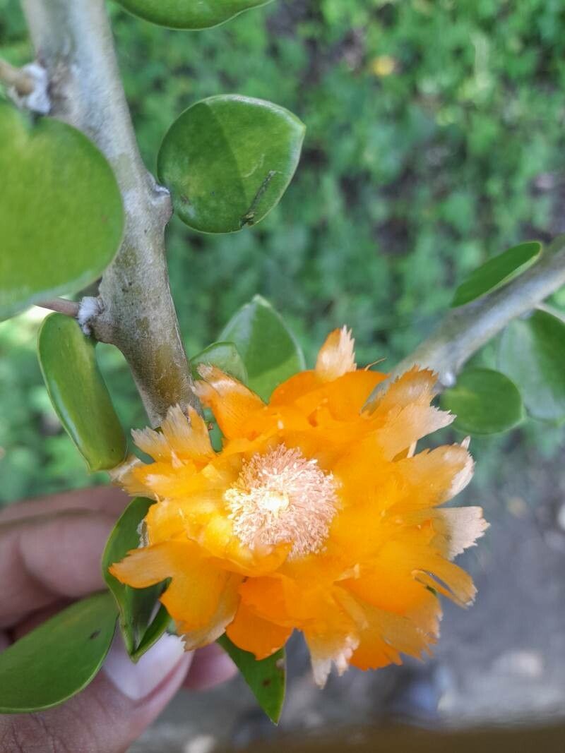 Leuenbergeria lychnidiflora flower