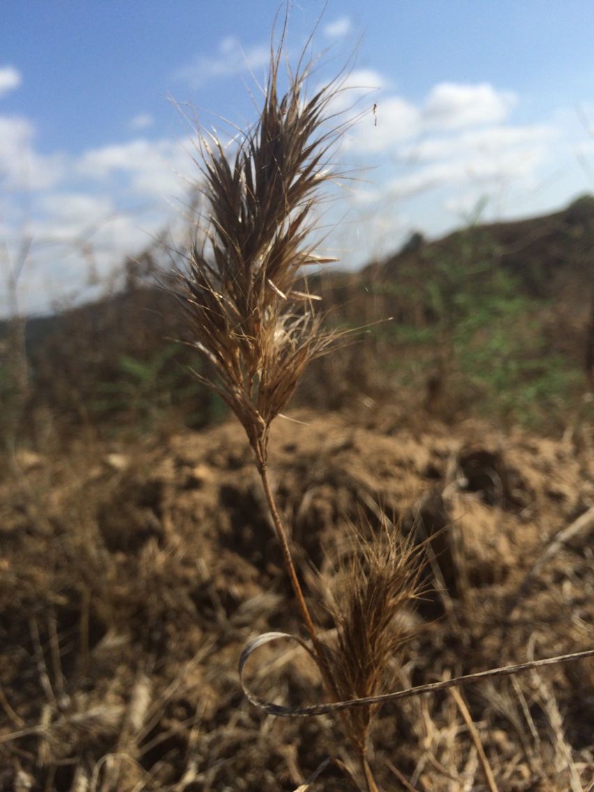 Bromus madritensis fruit