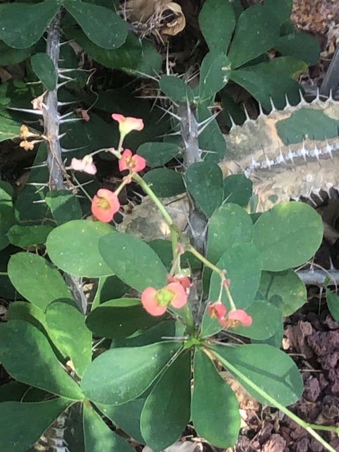 Euphorbia delphinensis flower