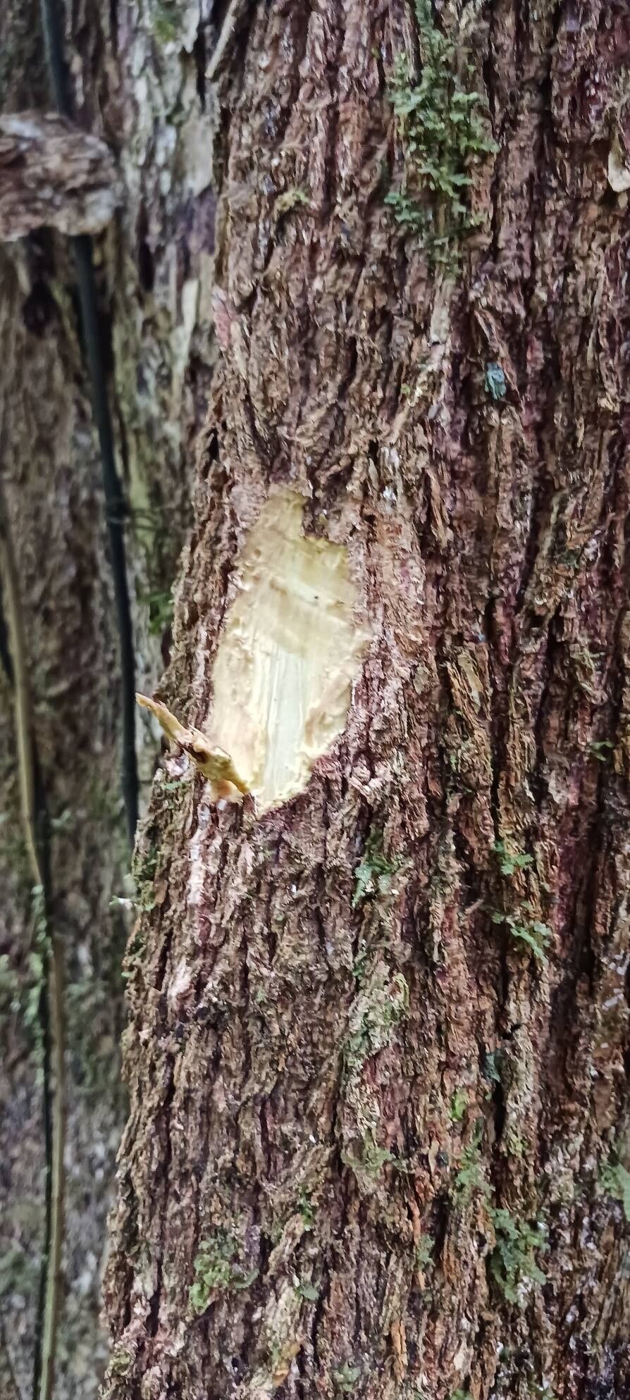 Terminalia carinata bark