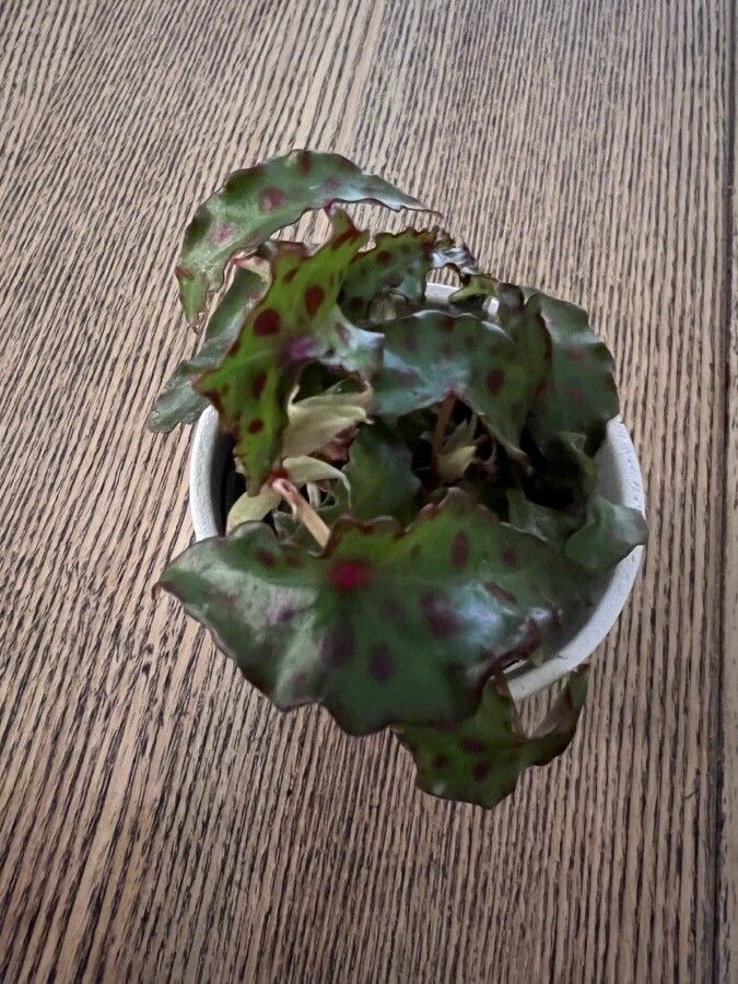 Begonia amphioxus habit