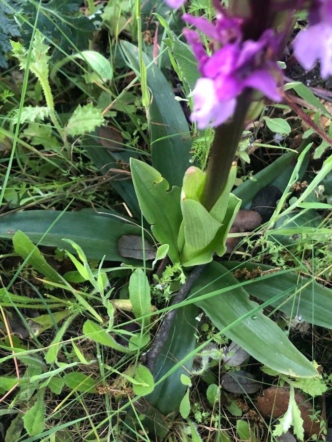 Orchis olbiensis — search result for 'Orchis'