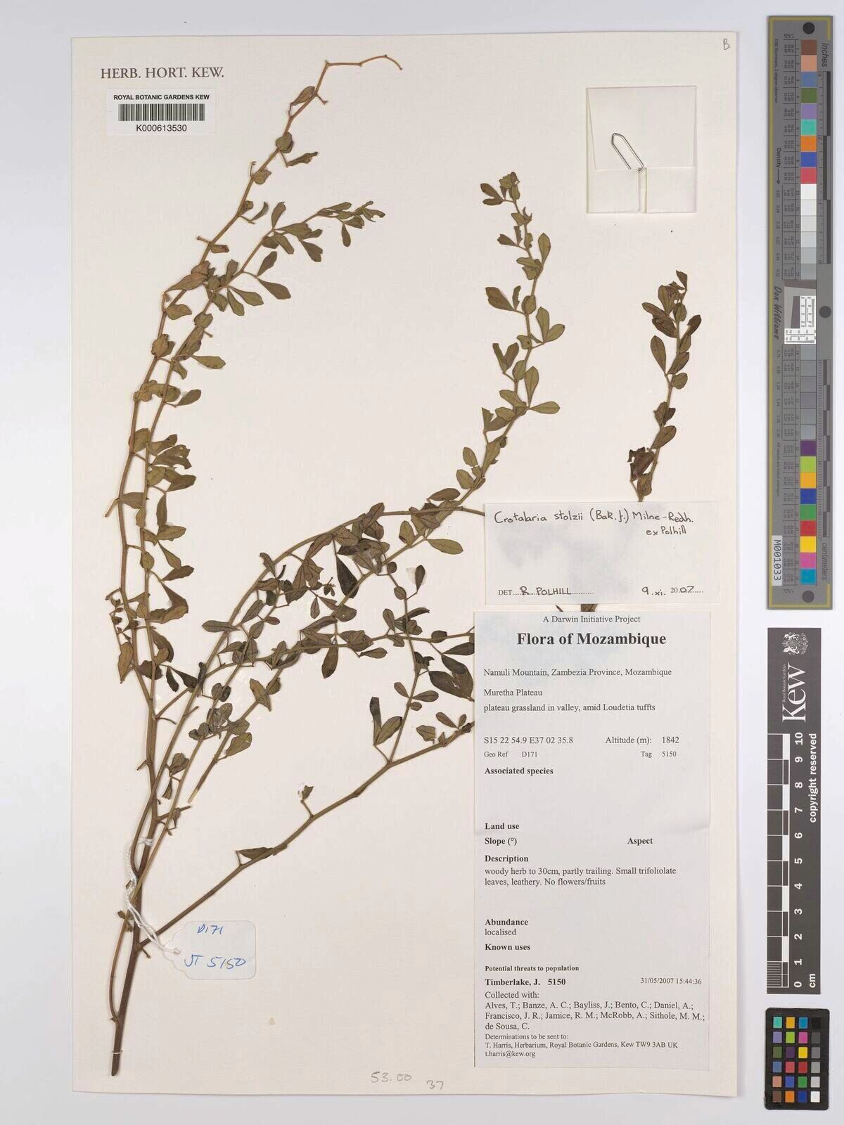 Crotalaria stolzii — houseplant care guide