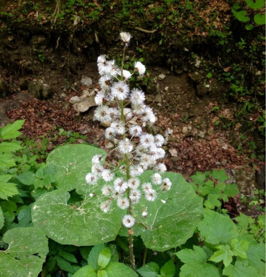 Petasites paradoxus fruit