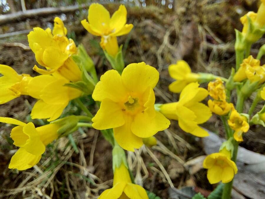 Primula strumosa — houseplant care guide