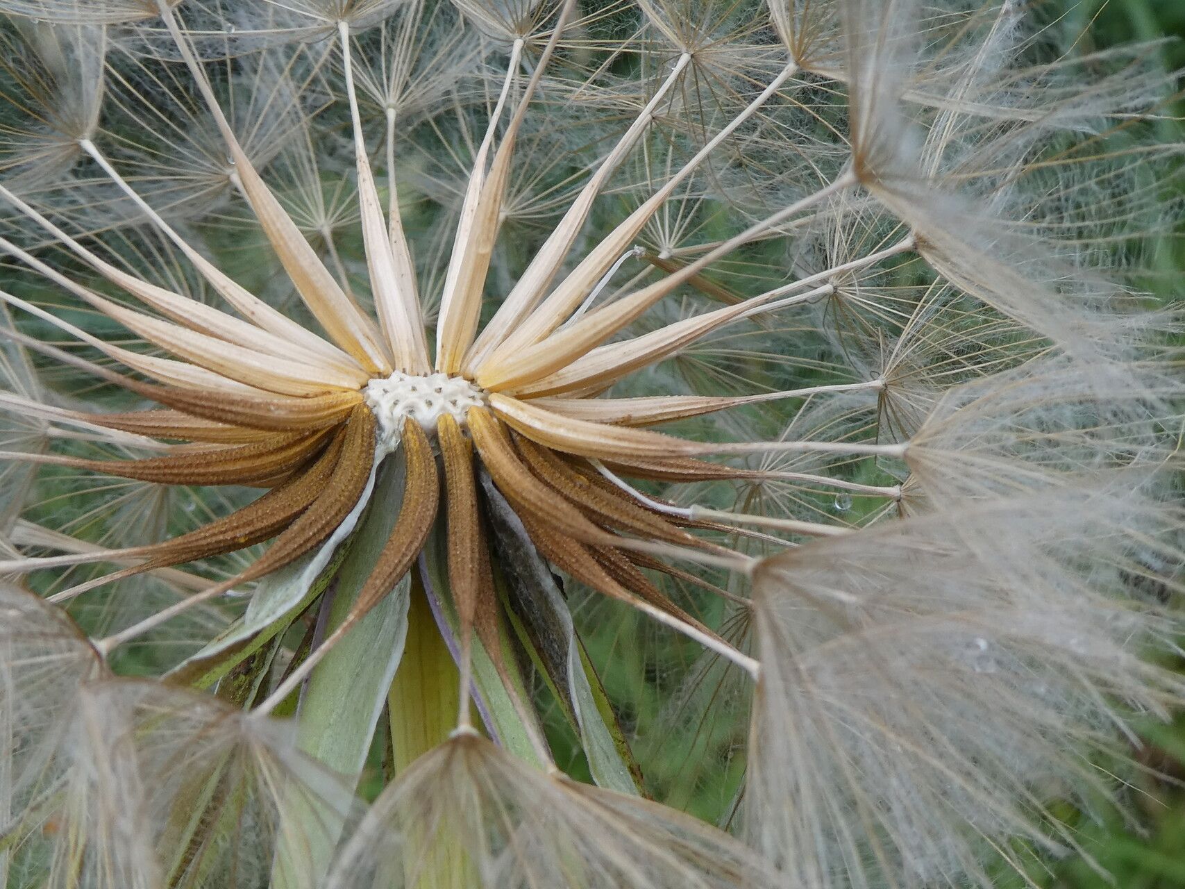 Tragopogon lamottei fruit