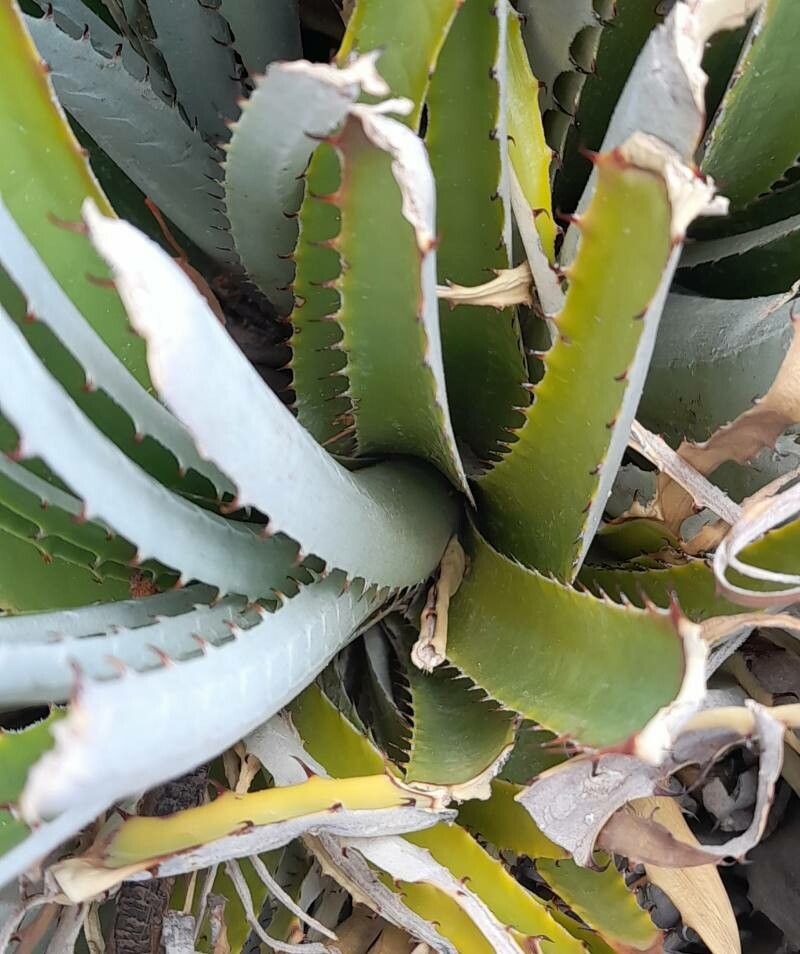 Puya dyckioides — search result for 'Puya'