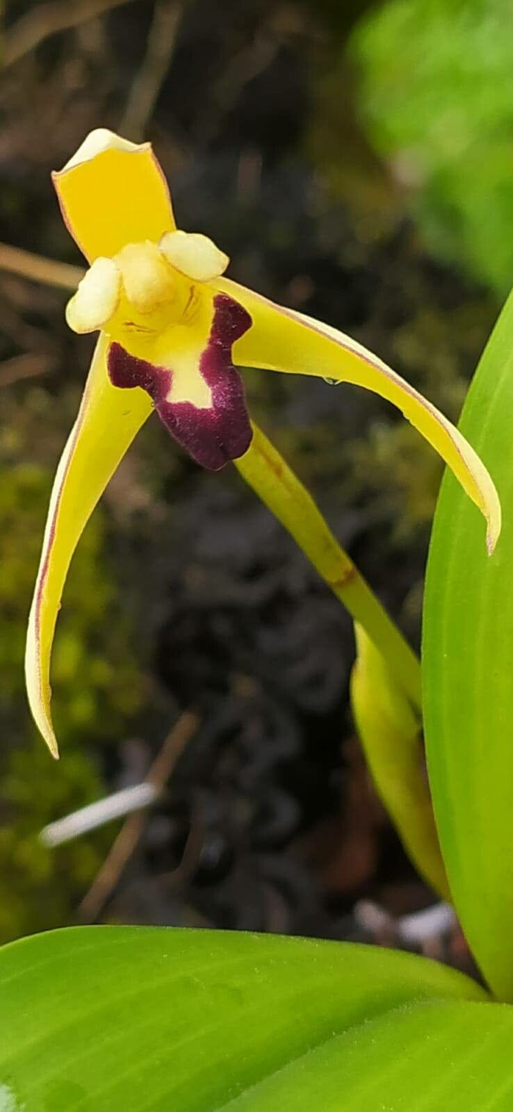Maxillaria marginata — search result for 'Maxillaria'