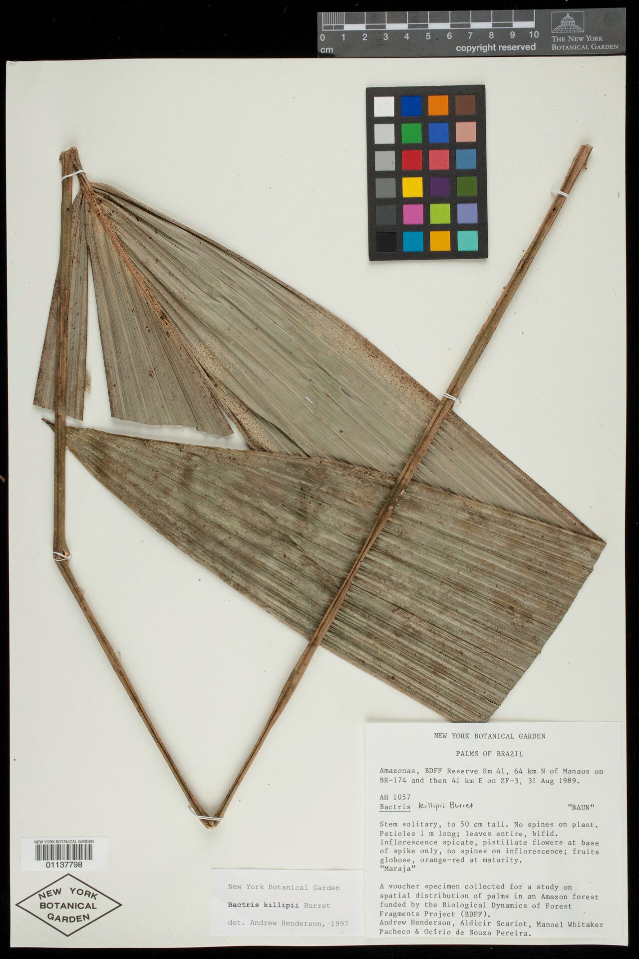 Bactris killipii leaf