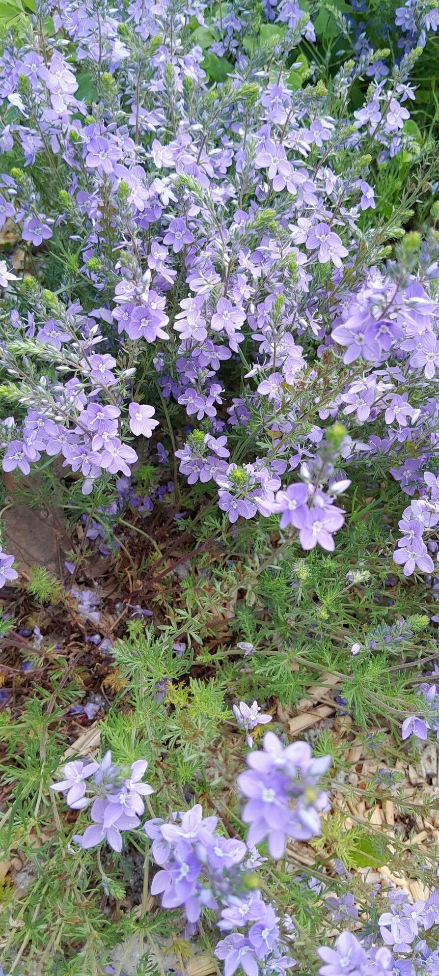 Veronica armena habit