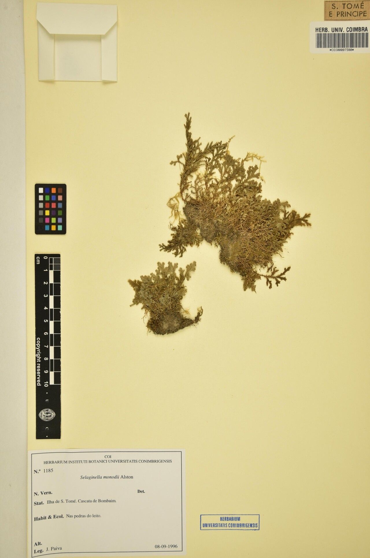 Selaginella monodii — houseplant care guide