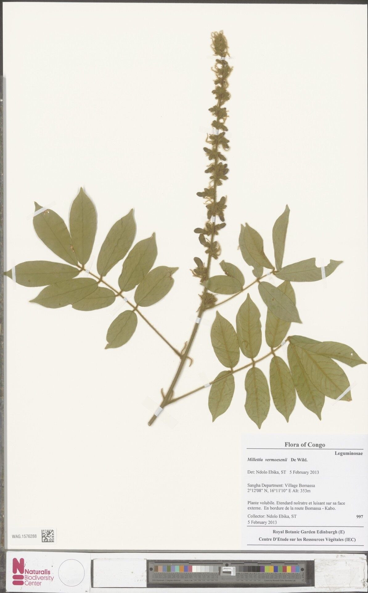 Millettia comosa — houseplant care guide