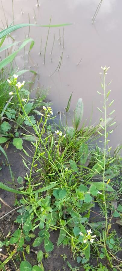 Rorippa bonariensis habit