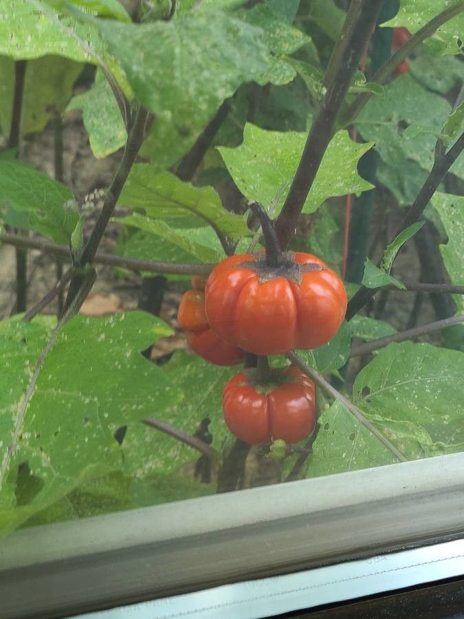 Solanum aethiopicum fruit