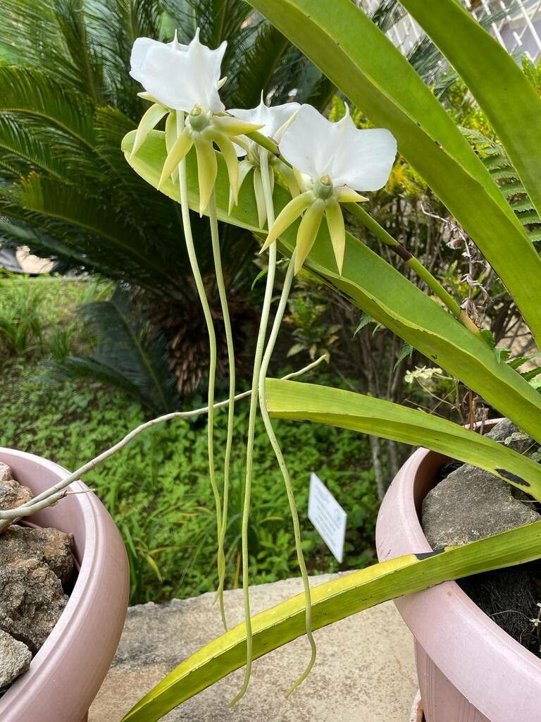Angraecum longicalcar — houseplant care guide
