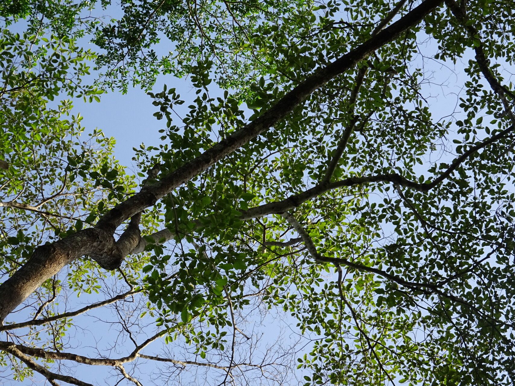 Cordia platythyrsa habit