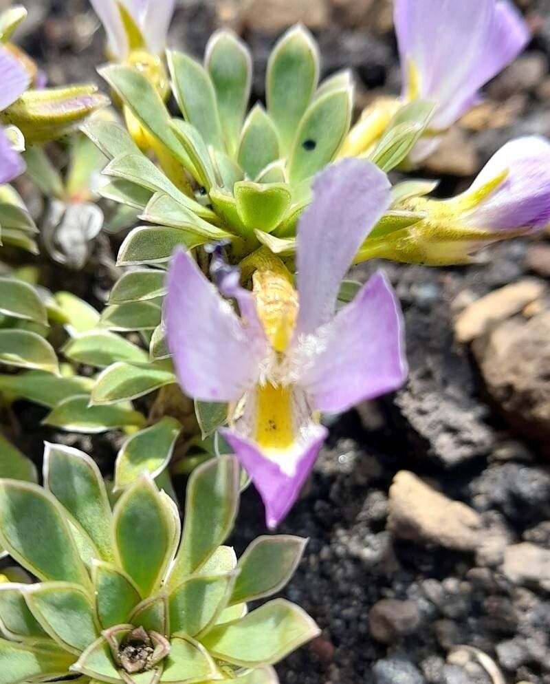 Viola cotyledon flower