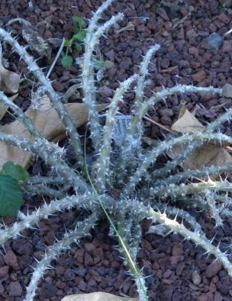 Euphorbia berorohae — houseplant care guide