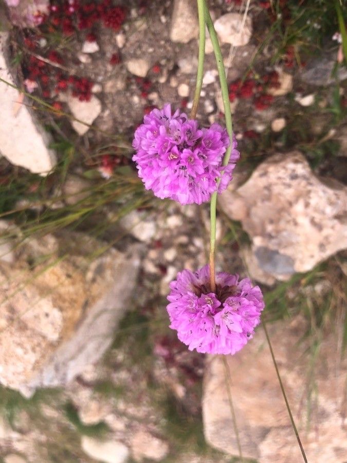 Armeria castellana — houseplant care guide