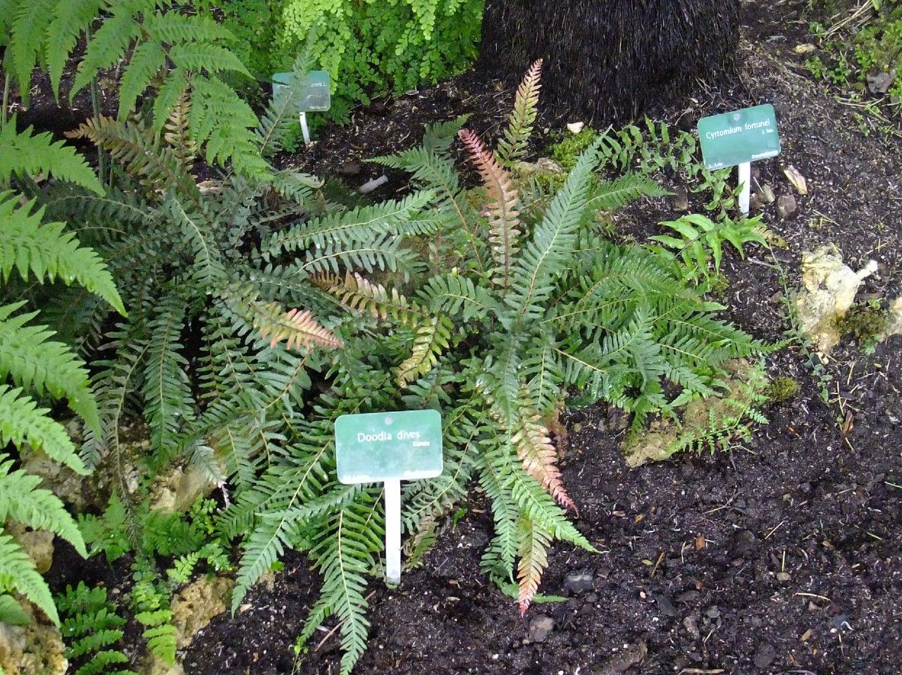 Blechnum dives habit