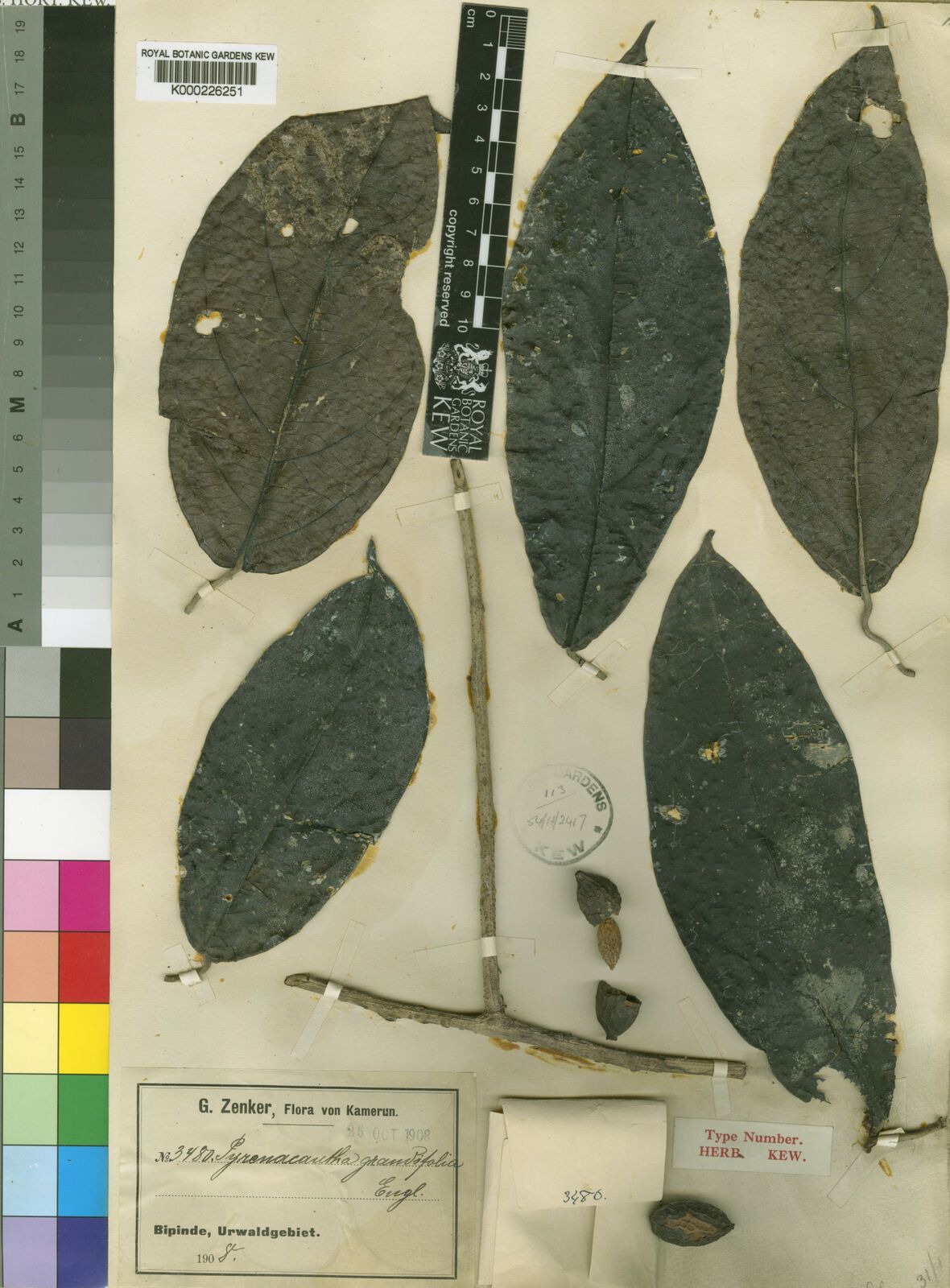 Pyrenacantha grandifolia — houseplant care guide