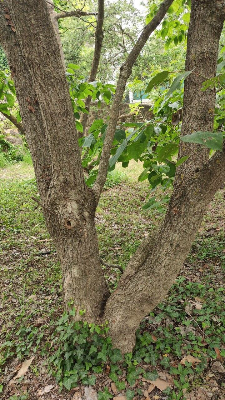 Poliothyrsis sinensis bark