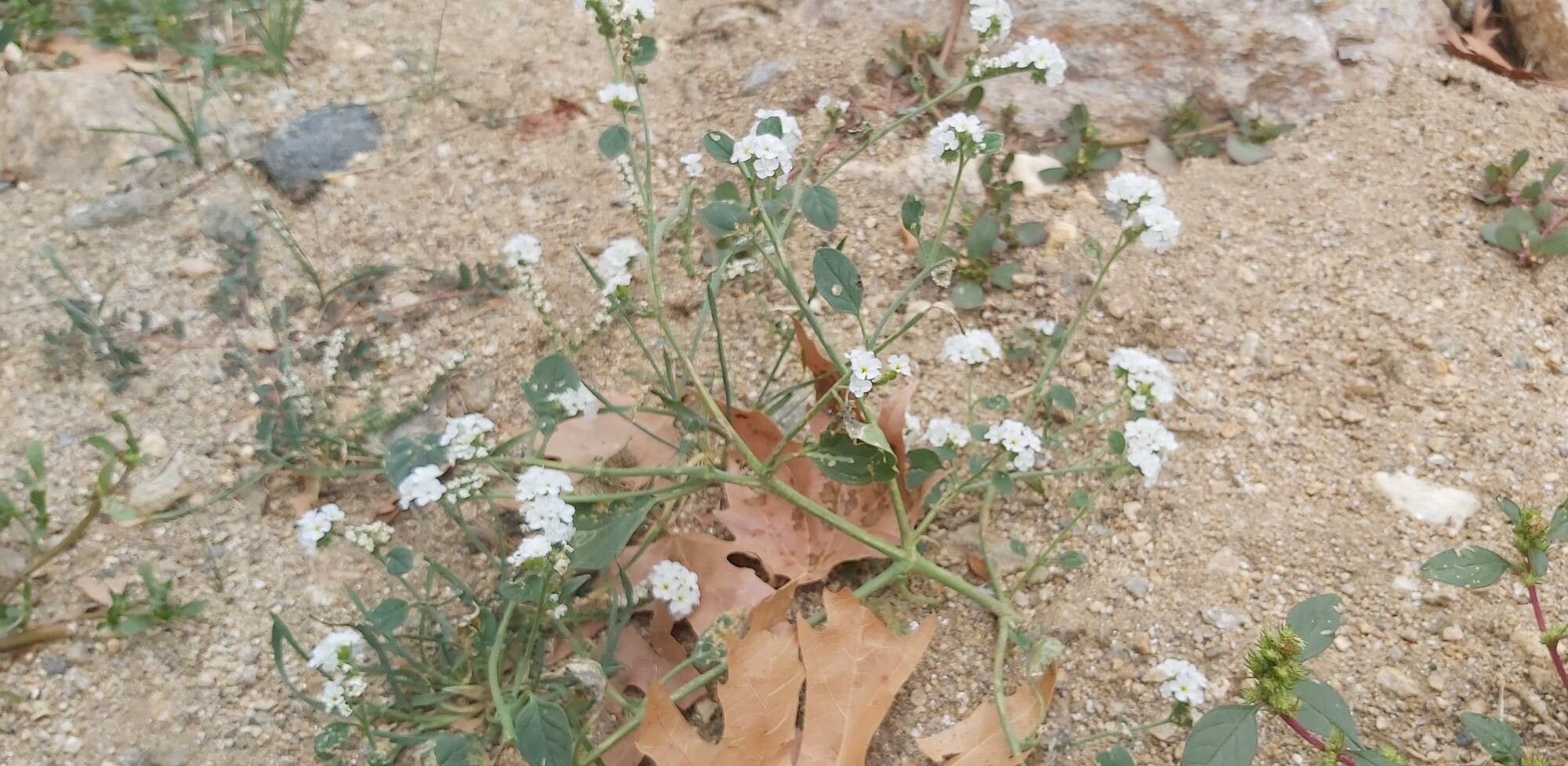 Heliotropium suaveolens flower