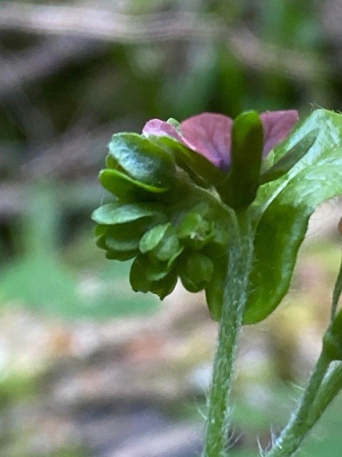 Cynoglossum germanicum flower