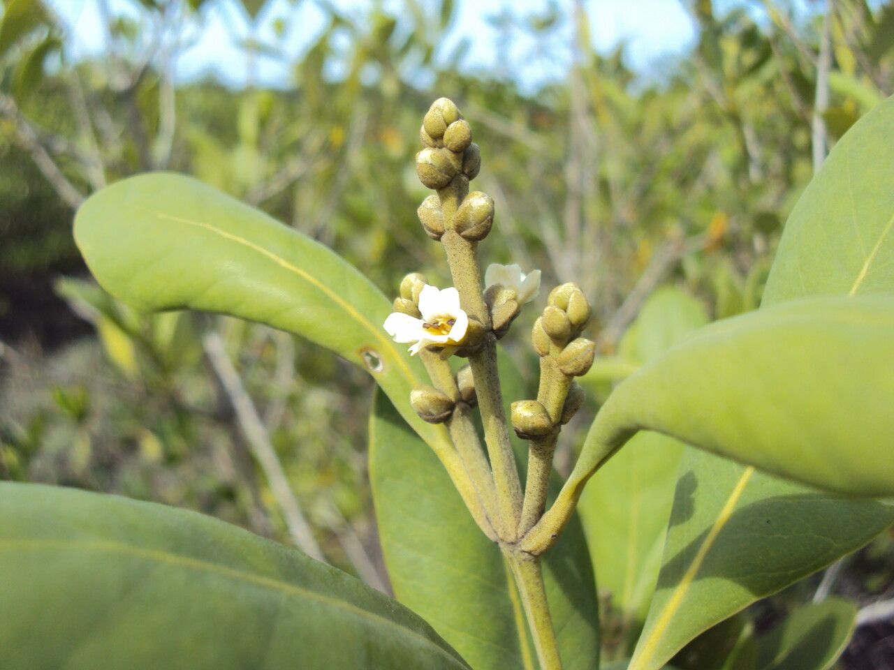Avicennia schaueriana leaf