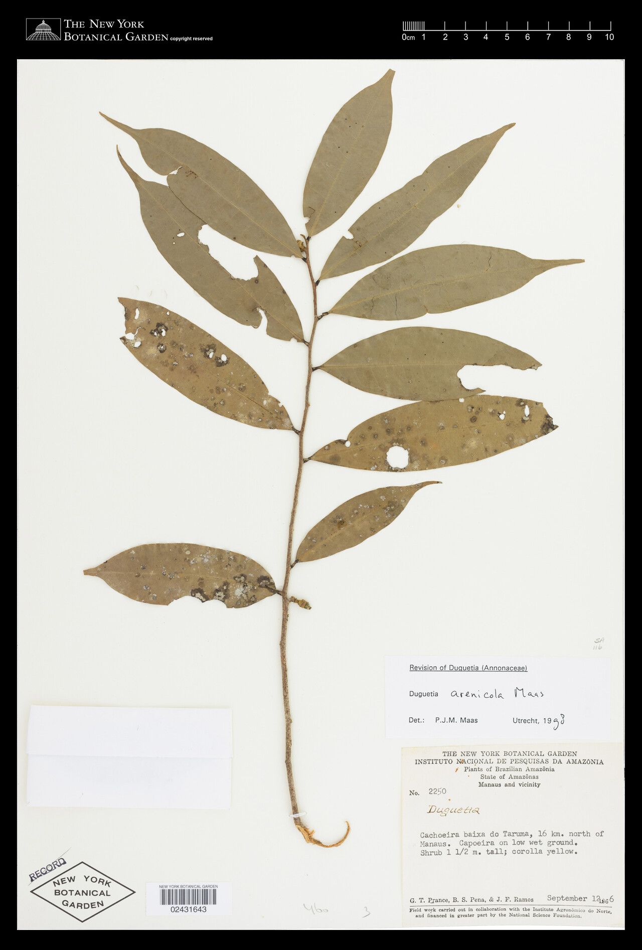 Duguetia arenicola — related species from the same genus