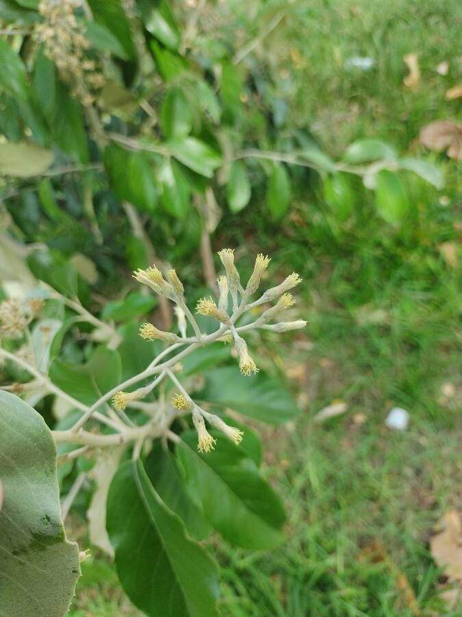 Gochnatia polymorpha flower