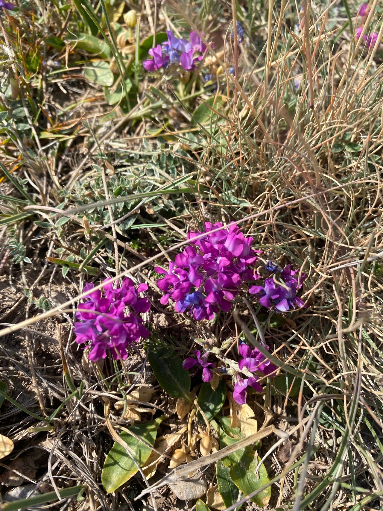 Oxytropis lambertii flower