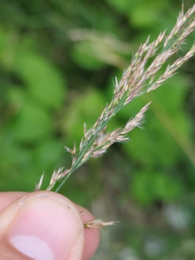 Agrostis schraderiana flower