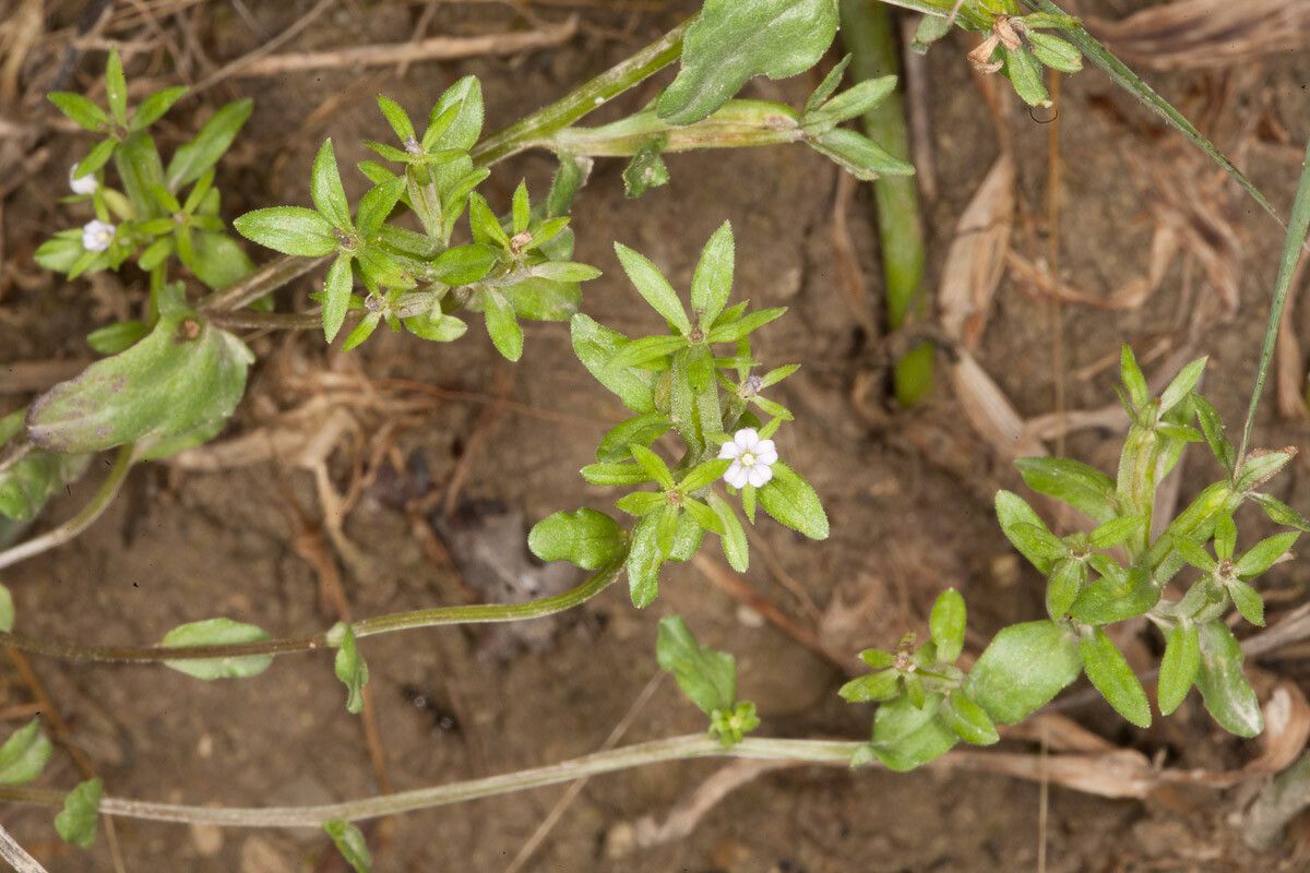 Legousia hybrida — search result for 'Campanulaceae'