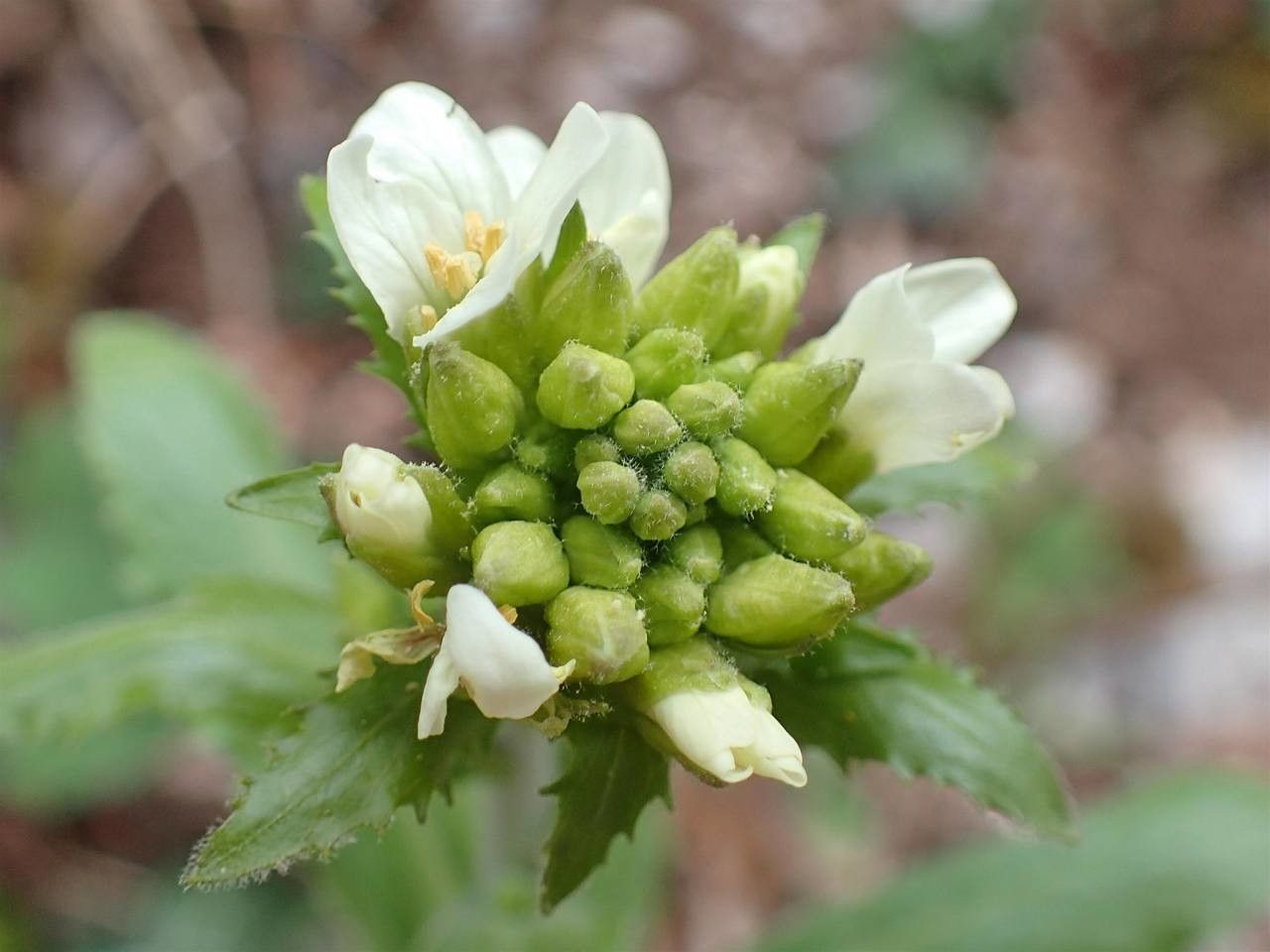 Arabis turrita fruit