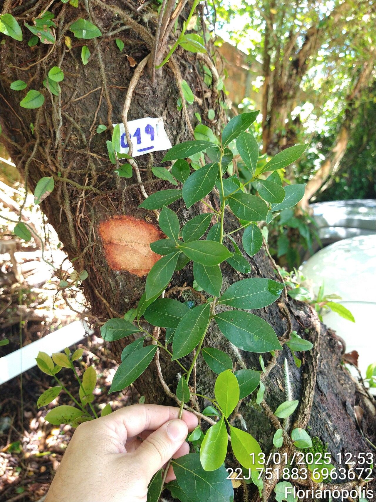 Ocotea pulchella leaf