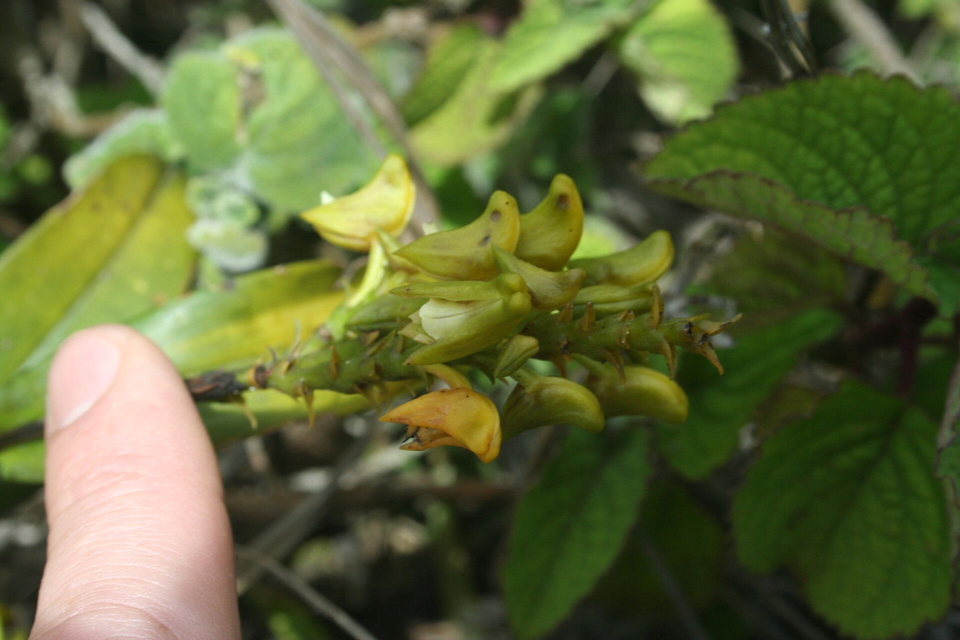 Polystachya transvaalensis flower