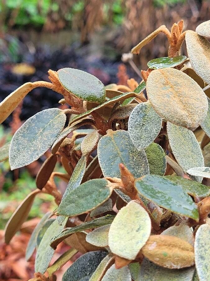 Rhododendron tsariense — houseplant care guide