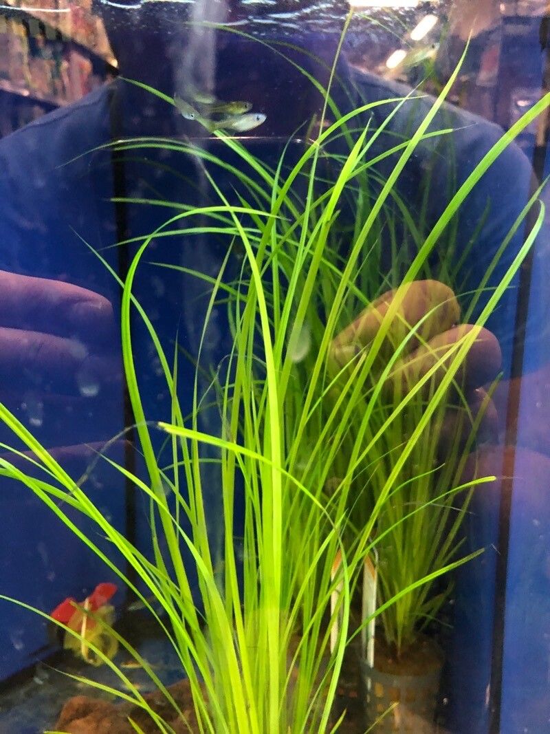 Cyperus helferi leaf