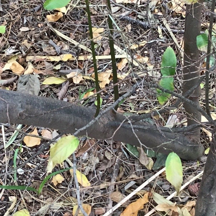 Ruprechtia salicifolia bark