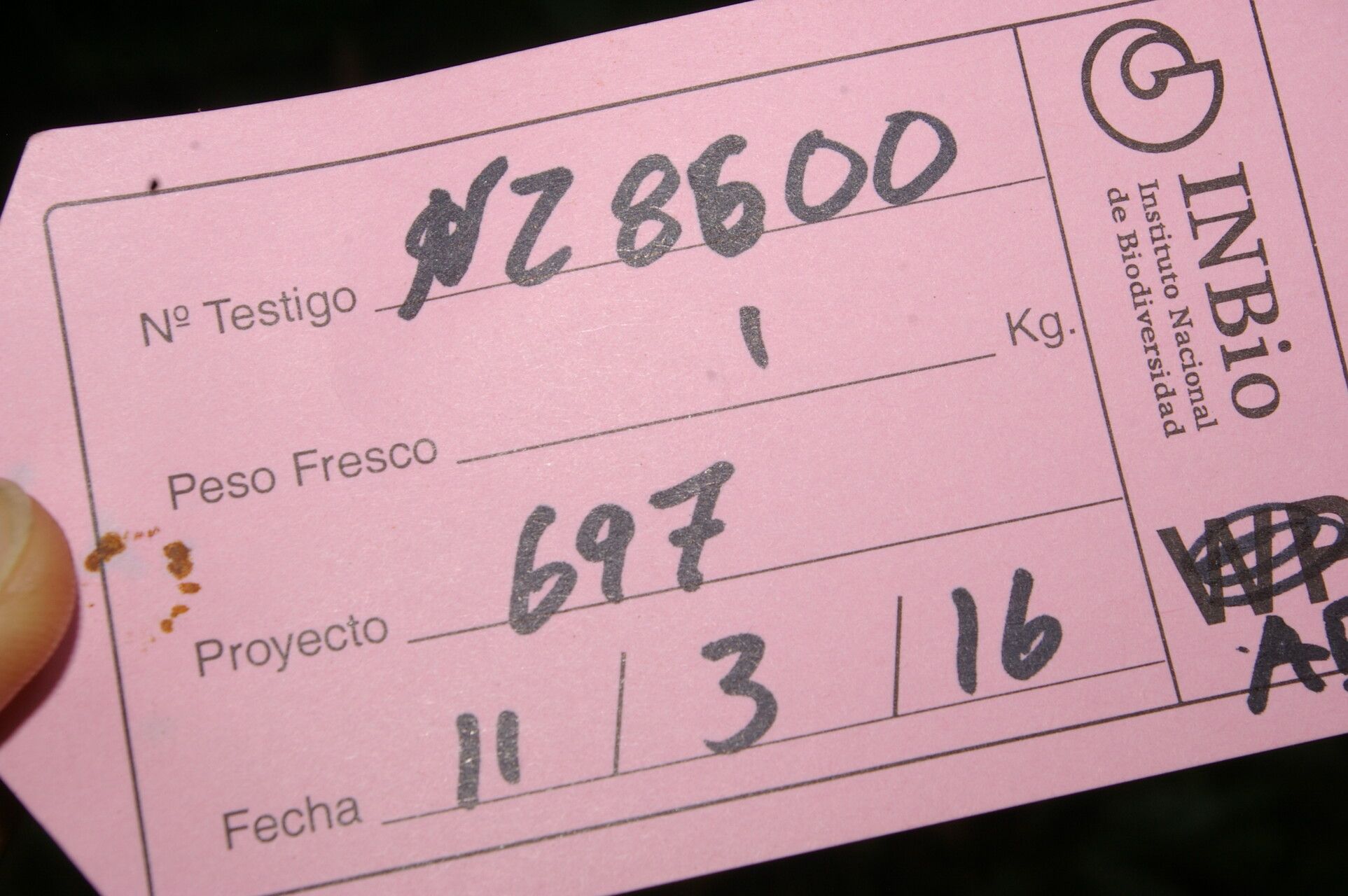 Arachnothryx chaconii other