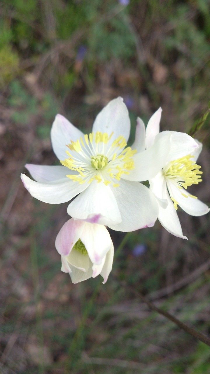Thalictrum tuberosum flower