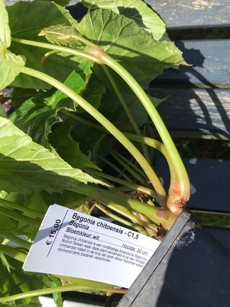Begonia chitoensis bark