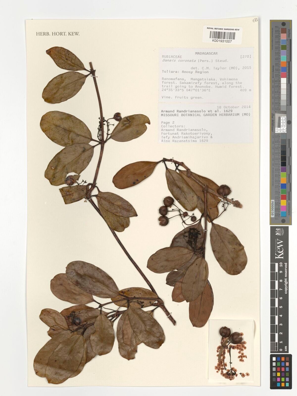 Danais coronata — related species from the same genus