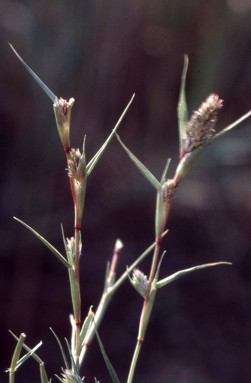 Crypsis aculeata habit