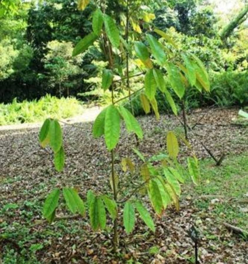 Durio kutejensis — related species from the same genus