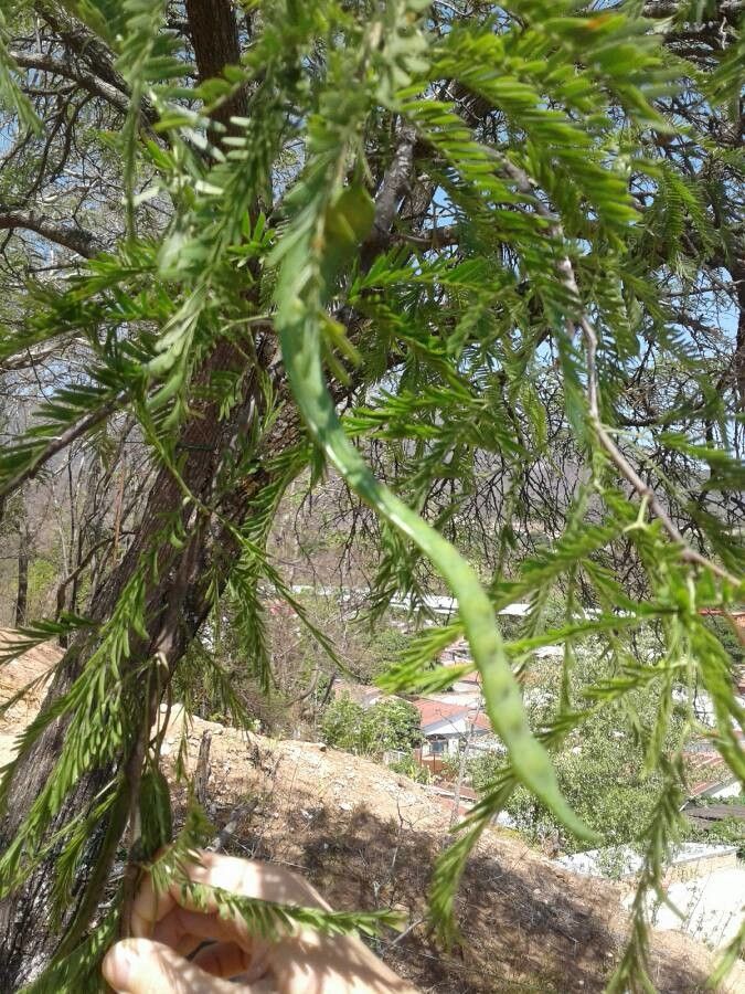 Prosopis chilensis fruit