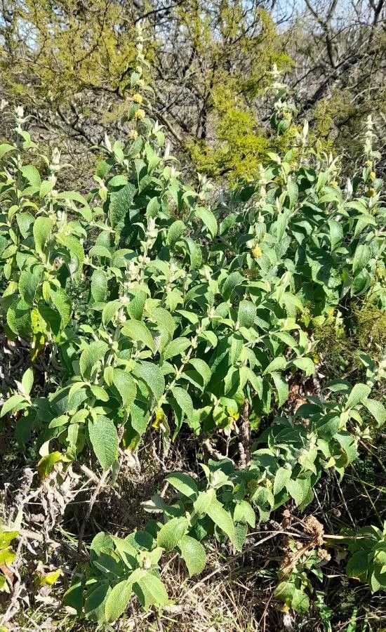 Buddleja stachyoides habit
