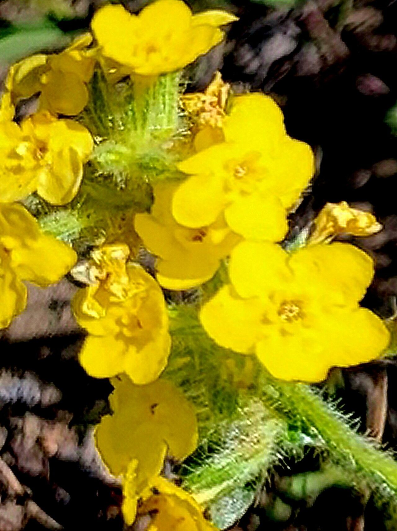 Oreocarya flava — related species from the same genus